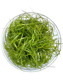 Juncus Repens Tissue Culture - [AquaticMotiv]