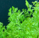 AquaticMotiv® Betta pack - 4 plants - [AquaticMotiv]