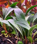 Anubias Afzelii - [AquaticMotiv]