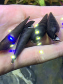 Black and white conch shell with glowing blue, green, yellow lights