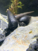 2 Black Devil Spike Snails on smooth rock surface