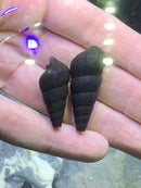 Two glossy black panther snail shells, conical with ridges (Sulcospira testudinaria)