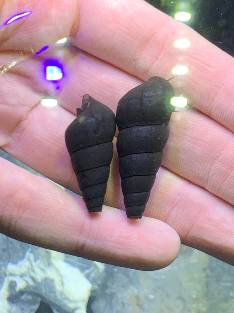 2 Black Panther Snails (Sulcospira testudinaria) - AquaticMotiv