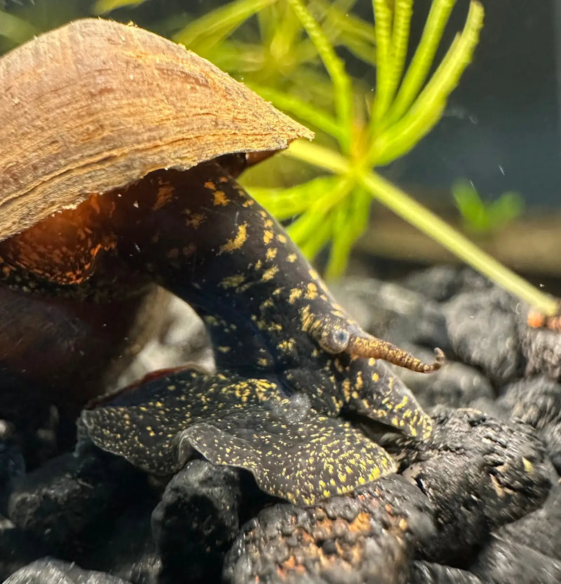 2 Black Panther Snails (Sulcospira testudinaria)