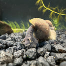 2 Black Panther Snails (Sulcospira testudinaria) - [AquaticMotiv]