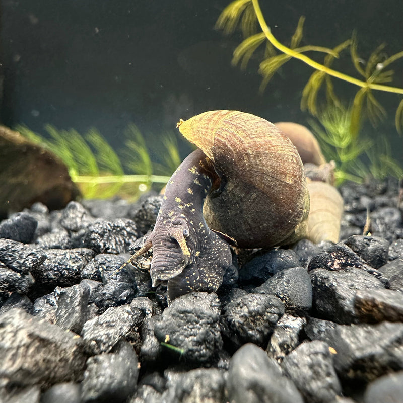 2 Black Panther Snails (Sulcospira testudinaria) - [AquaticMotiv]