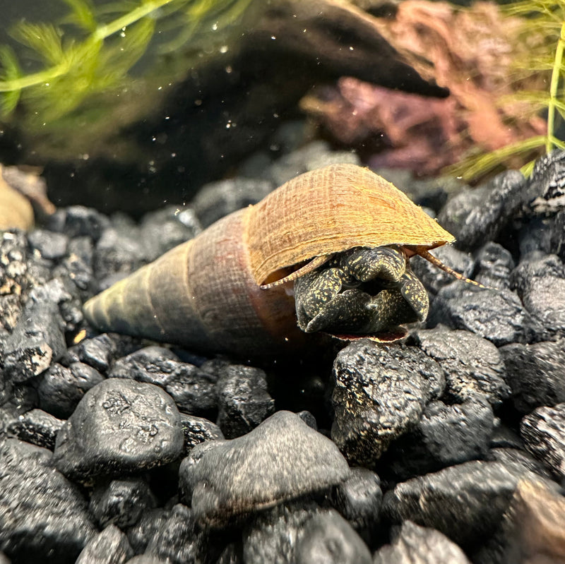 2 Black Panther Snails (Sulcospira testudinaria) - [AquaticMotiv]