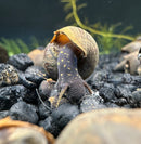 2 Black Panther Snails (Sulcospira testudinaria) - [AquaticMotiv]