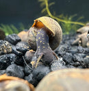 2 black panther snails Sulcospira testudinaria emerging from snail shell on gravel