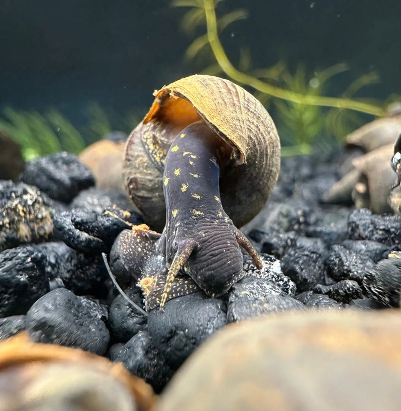 2 Black Panther Snails (Sulcospira testudinaria)