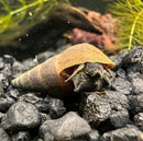 2 Black Panther Snails (Sulcospira testudinaria) - [AquaticMotiv]