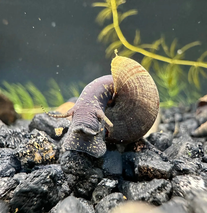 2 Black Panther Snails (Sulcospira testudinaria)