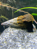 A brown and beige striped conical shell with a black rabbit snail peeking out resting on a gray rock