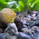 A yellow spiraled shell with a dark brown body of a black rabbit snail tylomelania sp partially visible