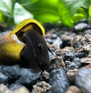 A dark brown textured black rabbit snail with a glossy yellow shell partially open on rocky aquarium substrate