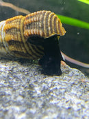2 Black Rabbit Snails (Tylomelania Sp.) - AquaticMotiv