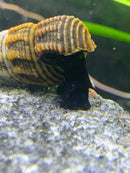 A black rabbit snail tylomelania sp with a striped brown and yellow shell resting on a textured rock surface