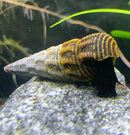 A brown and beige striped conical shell with a black body of a tylomelania black rabbit snail on a gray rock
