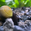 A glossy yellow and brown black rabbit snail shell with concentric ridges resting on dark gravel surface
