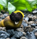 A vibrant yellow black rabbit snail tylomelania sp with a dark body and glossy shell resting on gravel