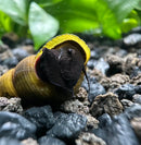 A vibrant yellow and brown black rabbit snail tylomelania sp with a glossy ridged shell revealing its dark body