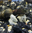 2 Blue Poso Rabbit Snail (Tylomelania Sp.) - AquaticMotiv