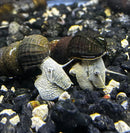 Two blue poso rabbit snails with gray white bodies and dark spiral shells resting on black gravel bed