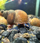 A brown and black blueberry snail with orange-tipped tentacles crawling on dark gravel in an aquarium setup