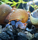 A vibrant blue and orange blueberry snail with a glossy brown shell resting on dark aquarium gravel