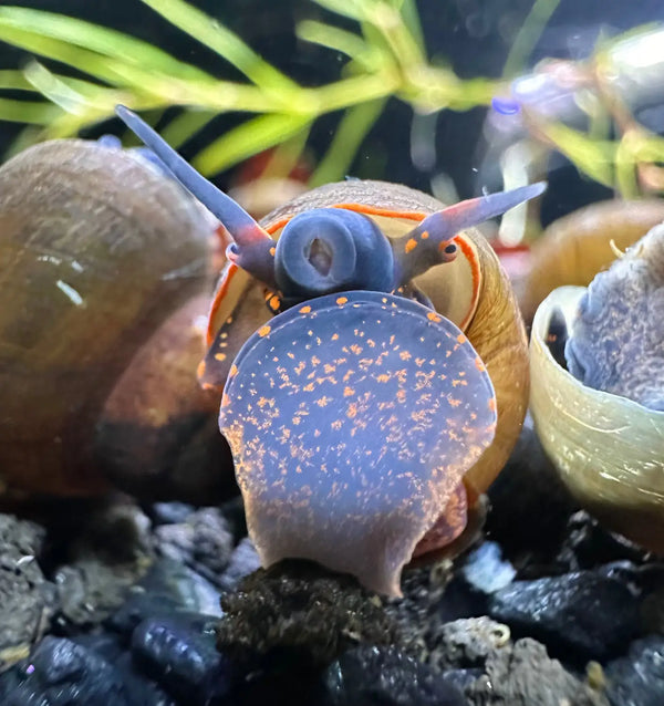 A vibrant blue blueberry snail with orange speckles emerging from a brown shell in an aquarium setting