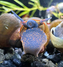 A vibrant blue blueberry snail with orange speckles emerging from a brown shell in an aquarium setting