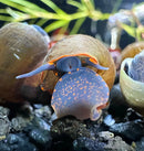 A vibrant blue and orange blueberry snail viviparus sp with a textured brown shell resting on dark aquarium gravel