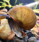 A glossy amber freshwater blueberry snail with a spiraled shell and dark patterned body on aquatic rocks