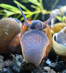 A vibrant blue hermit crab with orange speckles and translucent dark-blue body featured in 2 blueberry snails product