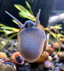 A vibrant blue and orange blueberry snail with a speckled shell resting in an aquatic environment