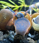 A vibrant blue and orange blueberry snail with a speckled mantle among aquatic plants in viviparus sp. product
