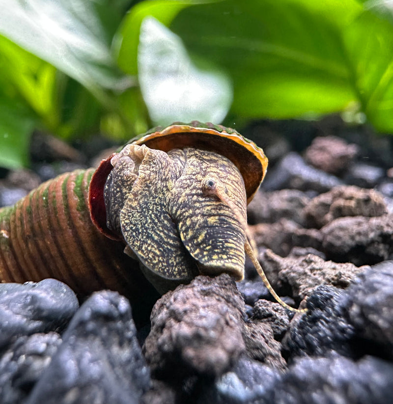 2 Brown Poso Rabbit Snails (Tylomelania sp.) - [AquaticMotiv]