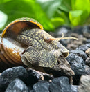 Two brown Poso rabbit snails with speckled shells on dark gravel