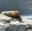 2 brown Poso rabbit snails with striped conical shells on gray rock
