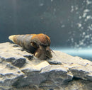Two brown Poso rabbit snails on textured rock in aquarium