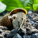 Two brown Poso rabbit snails emerging from ridged shells