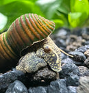 A vibrant, striped freshwater snail with a green and orange shell and mottled black-and-yellow body.