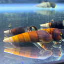 2 Cappuccino Spike Snail (Faunus Ater Var. 'Cappuccino') - AquaticMotiv