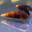 2 Cappuccino Spike Snail (Faunus Ater Var. 'Cappuccino') - AquaticMotiv