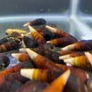 2 Cappuccino Spike Snails: conical seashells in varied colors and patterns