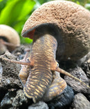 2 Chocolate Rabbit Snails (Tylomelania Zemis) - [AquaticMotiv]