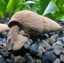2 Chocolate Rabbit Snails (Tylomelania Zemis) - [AquaticMotiv]