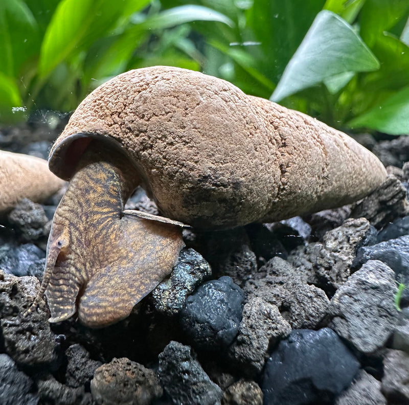 2 Chocolate Rabbit Snails (Tylomelania Zemis) - [AquaticMotiv]