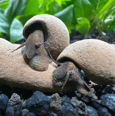 Terracotta snail planter with textured shell and 2 Tylomelania Zemis rabbits