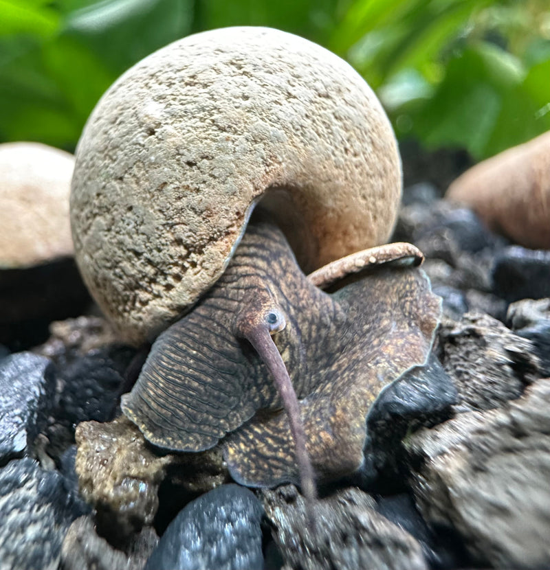 2 Chocolate Rabbit Snails (Tylomelania Zemis) - [AquaticMotiv]